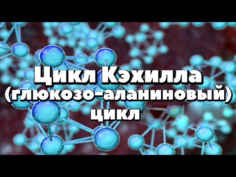 Видео: Глюкозо-аланиновый цикл(цикл Кэхилла)