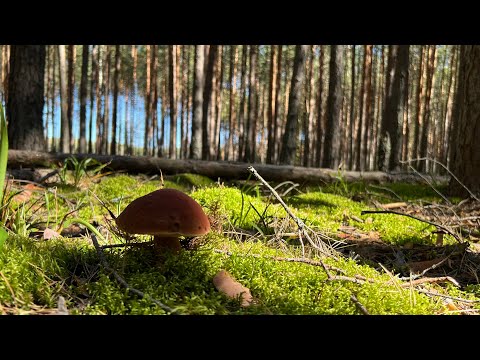 Видео: И ГДЕ ЖЕ ЭТИ ВИШНЁВЫЕ ШЛЯПКИ ! СОСНОВЫЕ БОРОВИКИ В  ТАЙГЕ ! Грибы 2025  !
