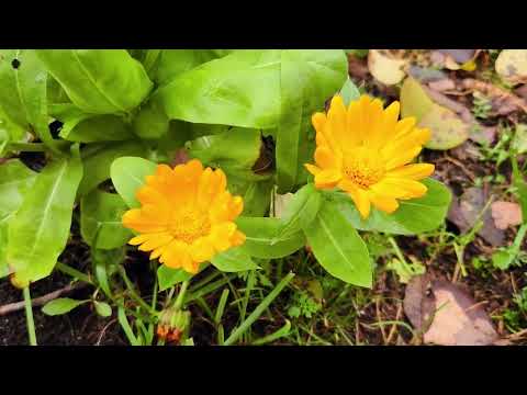 Видео: Дача. Осень. Новый год! 