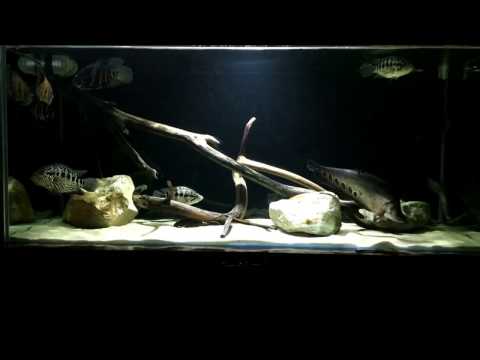 Видео: Замена песка в аквариуме, обновленный дизайн.