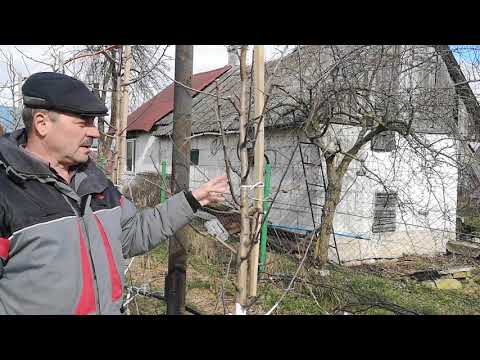 Видео: Принцип формирования кроны по типу веретено