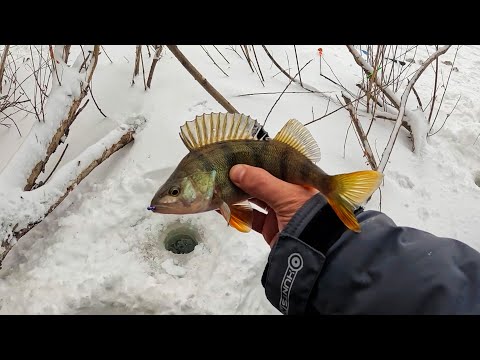 Видео: Нашли куст с ЗЛЫМИ окунями. Безмотылка