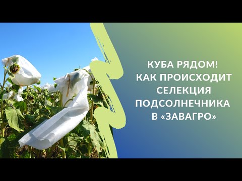 Видео: Куба рядом! Как происходит селекция подсолнечника в «ЗавАгро»