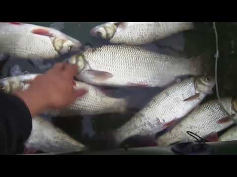 Видео: Снасть,которая ловит любую рыбу.Рыбалка на перетягу.