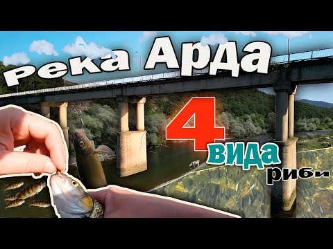 Видео: Река Арда 4 вида риби.