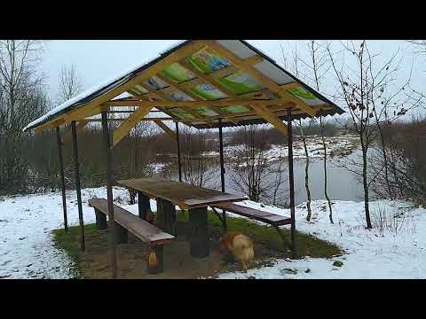 Видео: Встреча с косулями/ Чага в лесу/ Река Ясельда