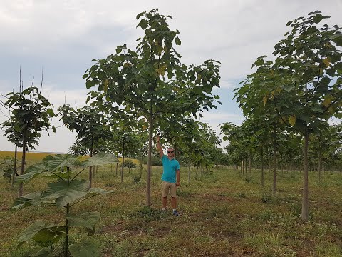 Видео: Посадка Павловнии 2017 года, состояние на июль 2020-го.