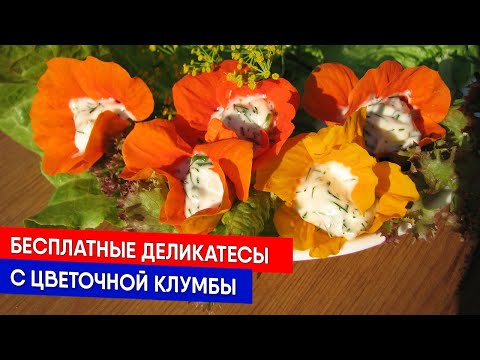 Видео: Бесплатные деликатесы с цветочной клумбы