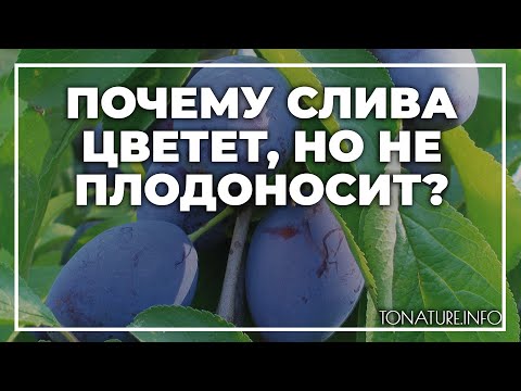 Видео: Почему слива цветет, но не плодоносит? | toNature.Info