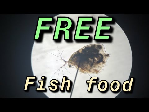 Видео: Как найти дафнию в дикой природе — БЕСПЛАТНАЯ стартовая культура — BEAVER Encounter