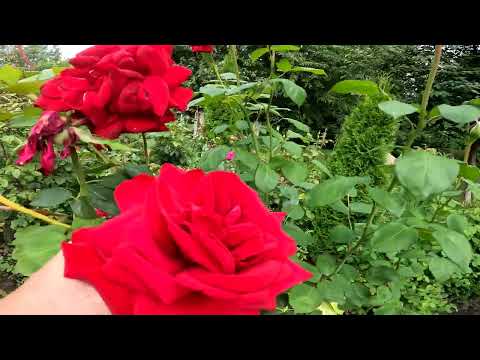 Видео: Любуюся трояндами 🌹 | Де розквітає Мир Admiring Roses 🌹 | Where Peace Blossoms#троянди#roses