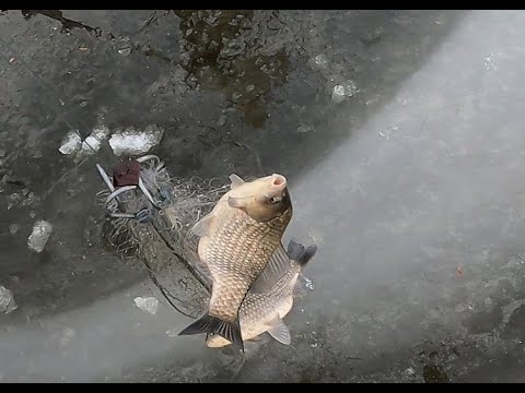 Видео: караси монстры атакуют рыбалка на хапуги первый лед рекомендую посмотреть