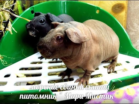 Видео: УРА !!! ТЕПЕРЬ У НАС ДВЕ  МОРСКИЕ СВИНКИ  - СКИННИ - 19.10.2018( ПИТОМНИК "МАРИ МИСТИК" )