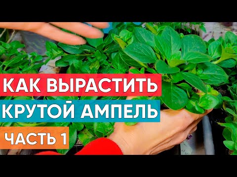 Видео: Выращиваем качественную рассаду! АМПЕЛЬНЫЕ ПЕТУНИИ! Когда пересаживать, какой объем?