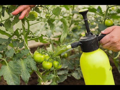 Видео: ЯК  УБЕРЕГТИ  ПОМІДОРИ  ВІД  ФІТОФТОРИ