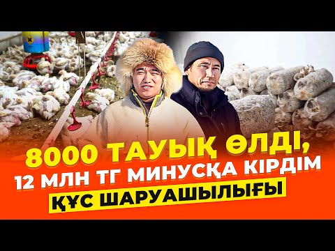 Видео: 12 млн тг МИНУСТАН қалай шықты? Тауық шаруашылығы. | Құс шаруашылығы.