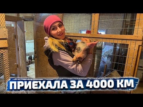 Видео: Ждала ее 6 суток! Дела в деревне не заканчиваются!