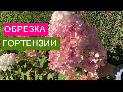 Видео: СЕЗОН 2020: ЕЩЕ РАЗ ОБ ОБРЕЗКЕ МЕТЕЛЬЧАТОЙ ГОРТЕНЗИИ