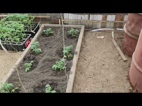 Видео: Устройство отопления в нашей теплице для томатов. Восточная Сибирь.