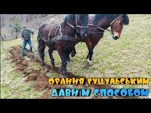 Видео: ОРАННЯ ЦІЛИНИ ВЕСНОЮ В КАРПАТАХ ДАВНІМ ГУЦУЛЬСЬКИМ СПОСОБОМ - ТЯГОВІ КОНІ ! Коли орати цілину?