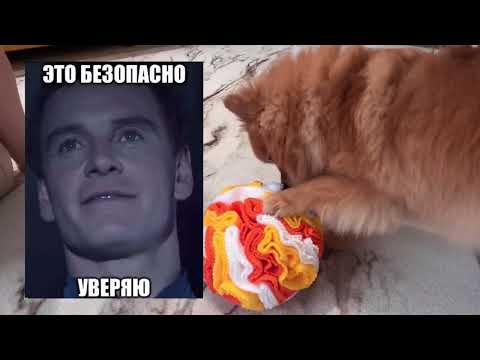 Видео: Как занять собаку дома, чтобы она не скучала и не портила мебель