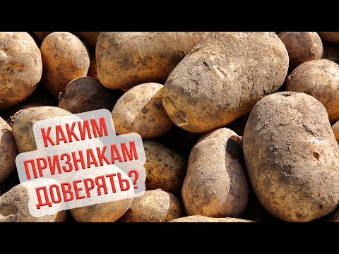 Видео: Когда копать картошку. Сроки уборки картофеля