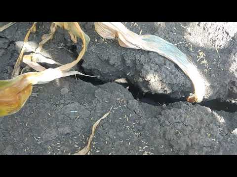 Видео: Порiвняння кукурудзи дисковка i класика.