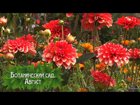 Видео: Ботанический сад. Август (2023)