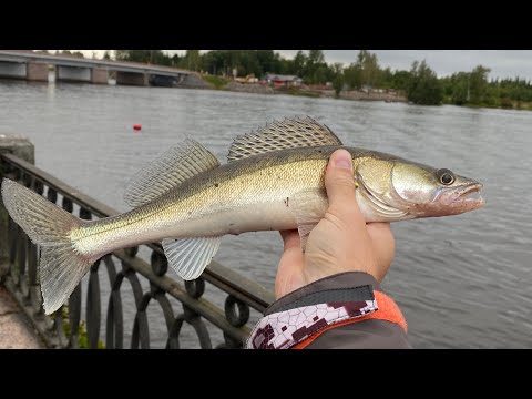 Видео: ЛОВЛЯ СУДАКА В ВЫБОРГЕ С БЕРЕГА В ПОСЛЕДНИЙ ДЕНЬ ЛЕТА
