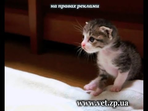 Видео: Что нужно знать, если вы завели котёнка