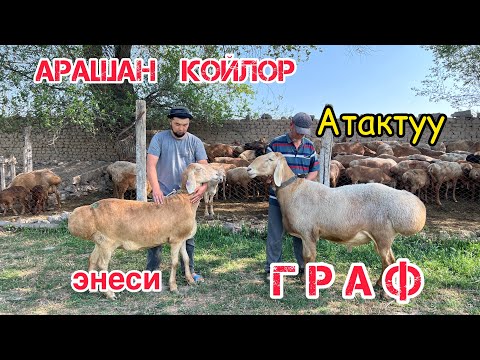 Видео: Атактуу ГРАФтын эң биринчи ээси - Азамат ажынын арашан койлору жанан уйлары