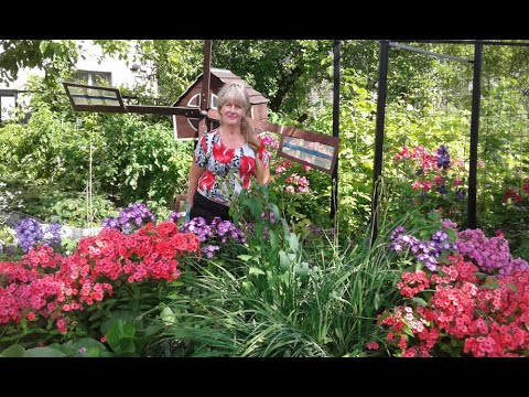 Видео: Огород ,уплотненные посадки 2 августа.