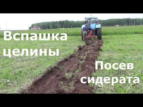 Видео: Вспашка целины трактором  Посев горчицы в качестве сидерата