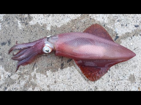 Видео: И пак калмари