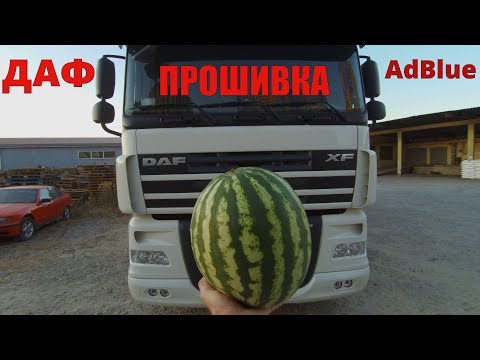 Видео: Даф. Прошивка. Отключение мочевины. Добавление мощности!