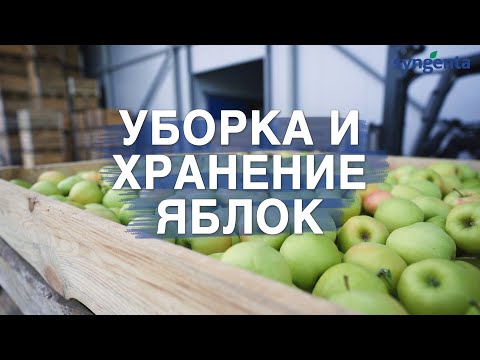 Видео: Хранение яблок. Геокс - важный шаг на пути к успеху. Современное хранилище ВСК Сад