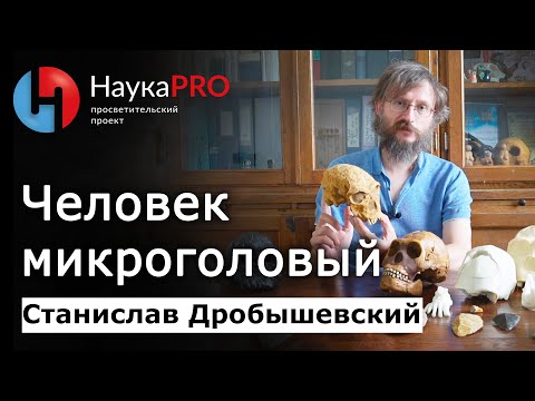 Видео: Человек микроголовый и Хомо Наледи – Станислав Дробышевский | Лекции по антропологии | Научпоп