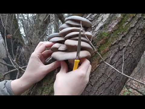 Видео: Сбор фламмулиньІ и вешенки, говорушек и других грибов в конце ноября.