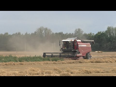 Видео: Уборка Пшеницы и Рапса Гомсельмаш GS12 a1 pro, Палессе GS12 тюкование МТЗ 1221.2 ТРОПИК, krone155 xc