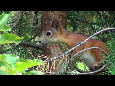 Видео: Страницы лесной жизни 2022 год