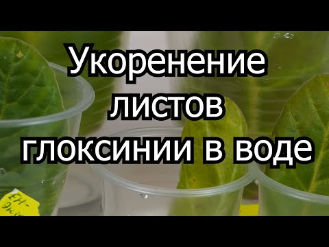 Видео: Укоренить листья глоксинии в воде - быстро и просто