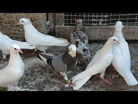 Видео: Мраморные носочубые и двухчубые бойные Голуби: В Гостях у Руслана!