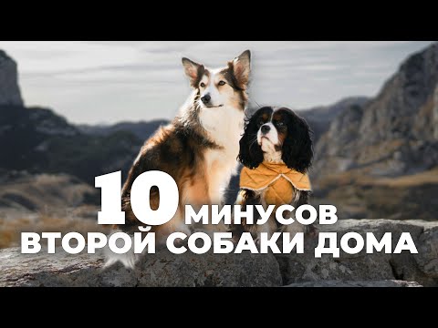 Видео: Вторая собака дома 🐕 Вдвое больше любви... и проблем