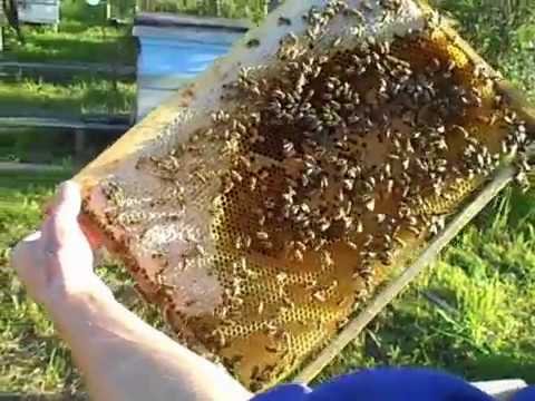 Видео: Постепенное превращение злой пчелосемьи в добрую Карнику Пешец   Часть 2