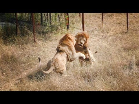 Видео: Лучший завтрак сезона. Львы. Тайган. Best breakfast of the season. Lions, Taigan.