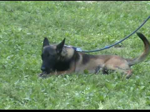 Видео: Барт Беллон дрессировка/Дрессировка малинуа