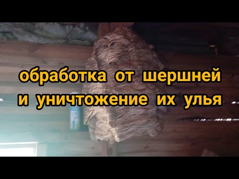 Видео: Обработка от шершней и уничтожение их улья.