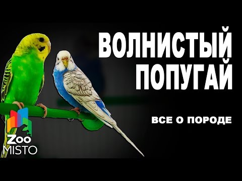 Видео: Волнистый попугай - Все о породе | Попугай породы - Волнистый