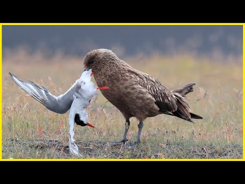 Видео: Ужасные Птицы Которые Едят Других Птиц!