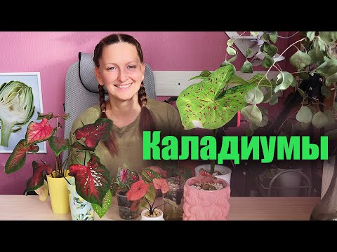 Видео: Каладиумы. Что я узнала за этот сезон